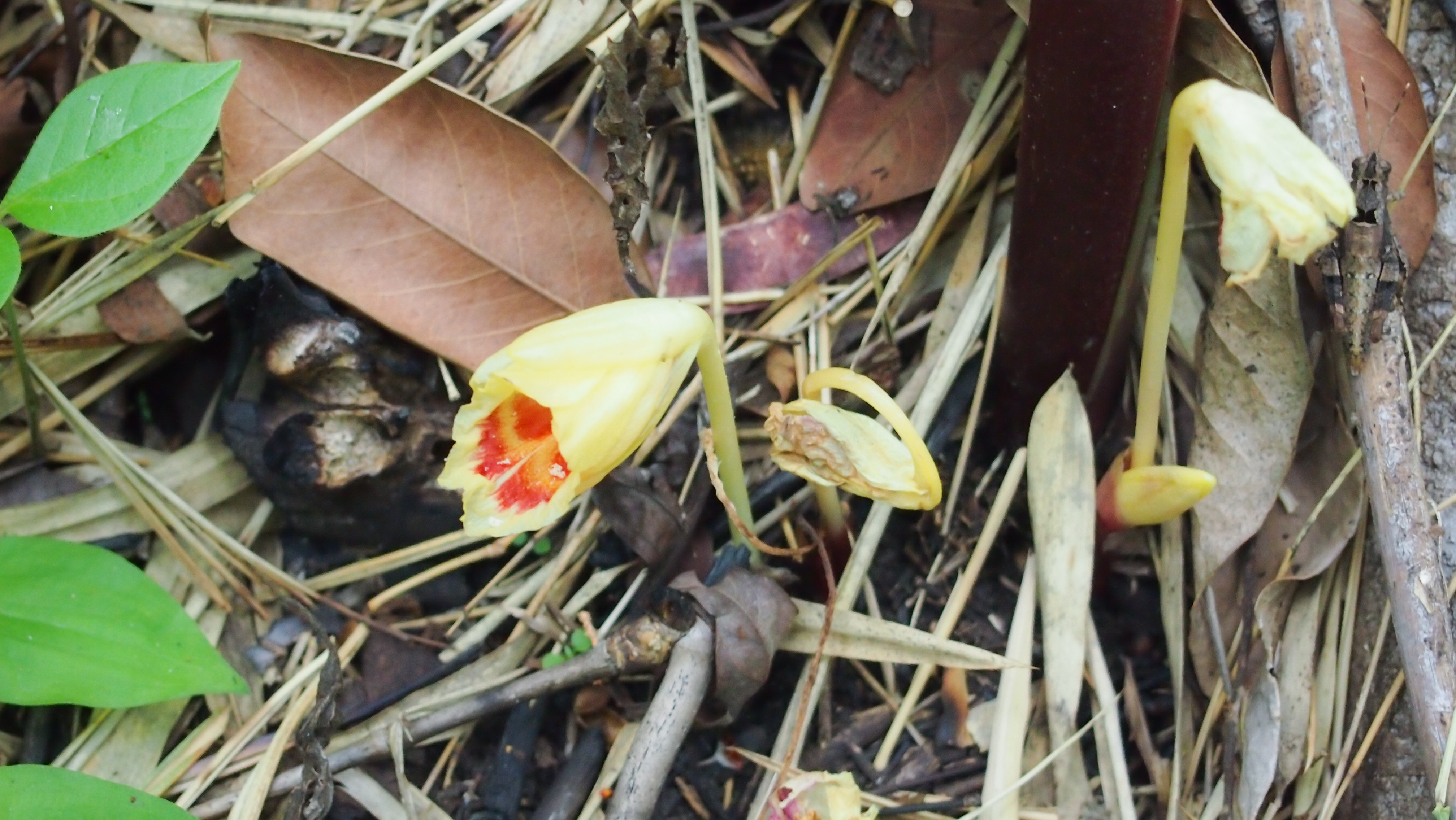 ว่านส้ม Boesenbergia collinsii Mood & L.M.Prince<br/>Zingiberaceae